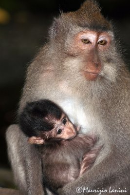 Long-tailed macaque : female and cub