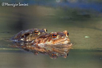 Common toad mating