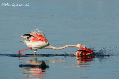 Greater flamingos fighting
