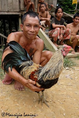 Iban men  and his cock