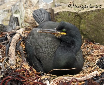 Marangone dal ciuffo al nido , Shag at the nest