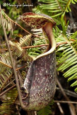 Pianta carnivora , Pitcher plant