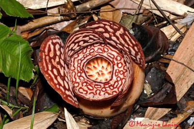 Rafflesia in boccio , Rafflesia in bloom