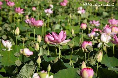 Fiori di loto , Flowers of loto
