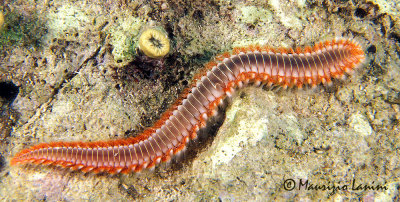 Vermocane , Bearded Fireworm