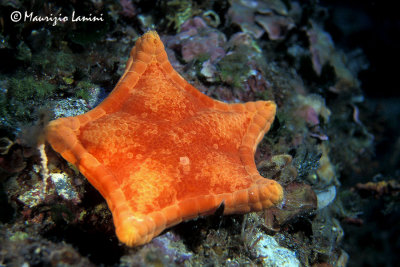 Stella pentagono , Starfish