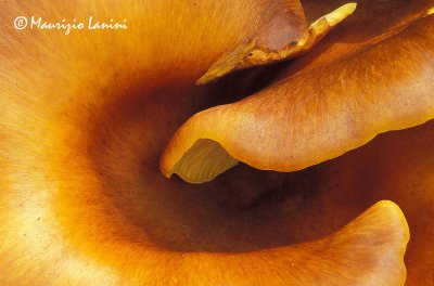 Dettaglio di Fungo dell'olivo , Jack o'Lantern mushroom detail