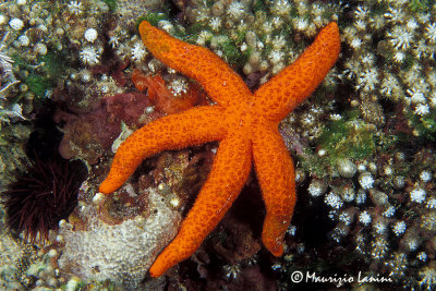 Stella rossa , Starfish