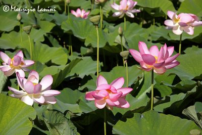 Fiori di loto , Flowers of loto