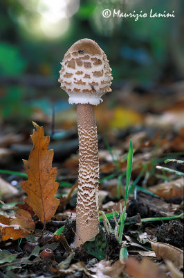 Mazza di tamburo , Parasol mushroom