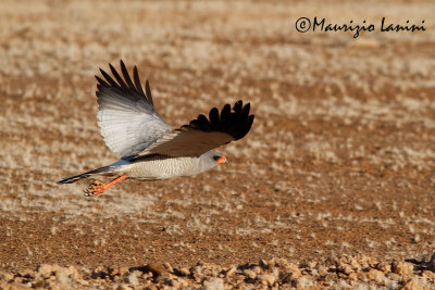 Astore cantante , Darkchanting goshawk