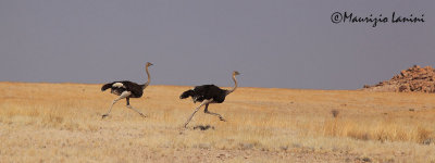 Struzzi , Ostrichs