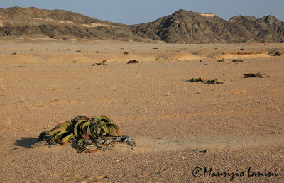 Welwitschia  mirabilis