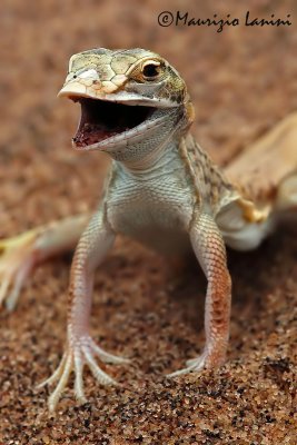 Primo piano di lucertola del deserto , Shovel-snouted lizard close-up