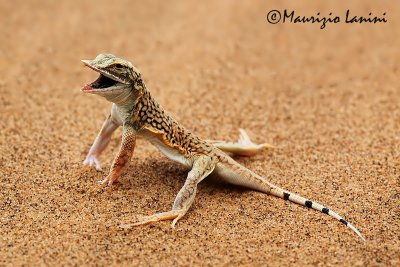 Lucertola del deserto , Shovel-snouted lizard