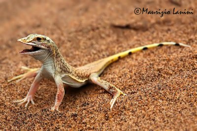 Lucertola del deserto , Shovel-snouted lizard