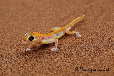 Geco palmato , Namib web-footed gecko