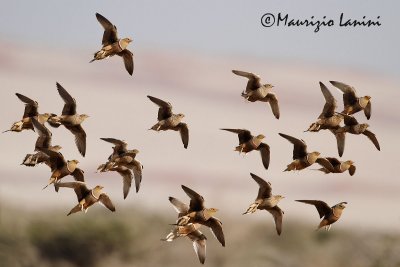 Grandule di Namaqua in volo , Namaqua sandgrouse in flight