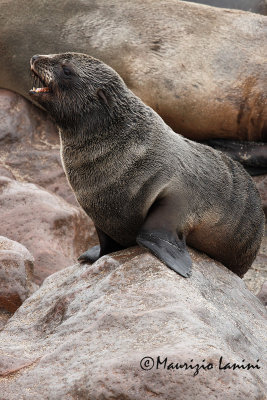 Giovane otaria , Young Cape fur seal