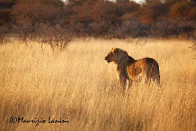 Giovane maschio di leone all'alba , Young  lion male at sunrise