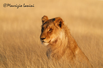 Giovane maschio di leone all'alba , Young lion male at sunrise