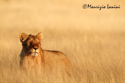 Leonessa allalba , Lioness at sunrise