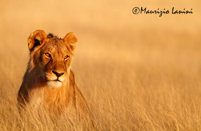 Giovane leone maschio allalba , Young lion male at sunrise