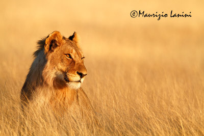 Giovane leone maschio all'alba , Young lion male at sunrise