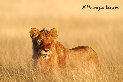 Giovane leone maschio all'alba , Young lion male at sunrise