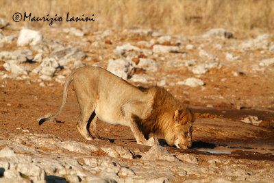 Leone maschio  , Lion male