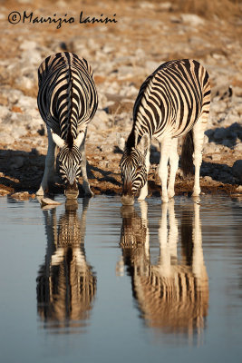 Zebre , Plains zebra
