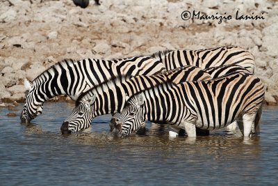 Zebre , Plains zebras