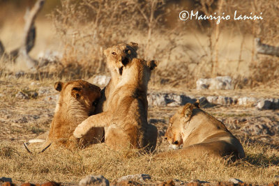 Giochi di giovani leoni , Young lions playing