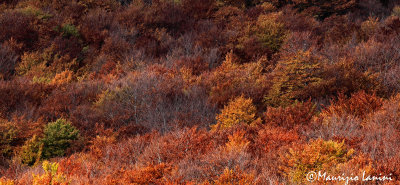 I colori dell'autunno nel PNALM , Fall colors in the Abruzzo National Park