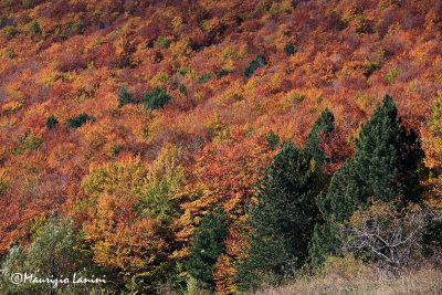 I colori dell'autunno nel PNALM , Fall colors in the Abruzzo National Park