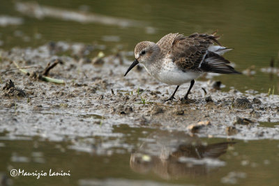 Piovanello pancianera , Dunlin