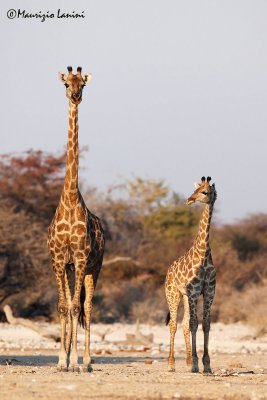 Giraffe , Giraffe