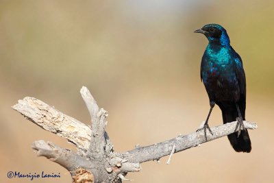 Burchell's starling