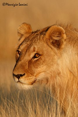 Primo piano di leone , Lion close-up