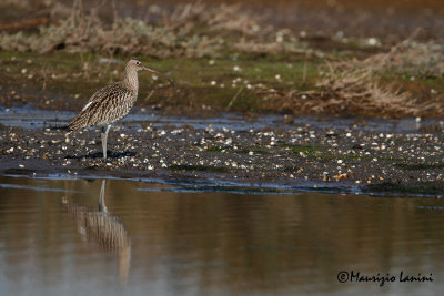 Chiurlo , Slender-billed Curlew