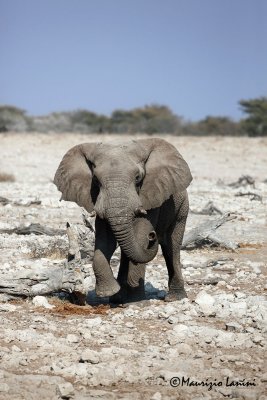 Elefante africano maschio ,                Elephant : the big male