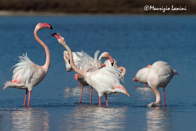 Fenicotteri , Greater Flamingos