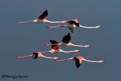 Fenicotteri , Greater flamingos