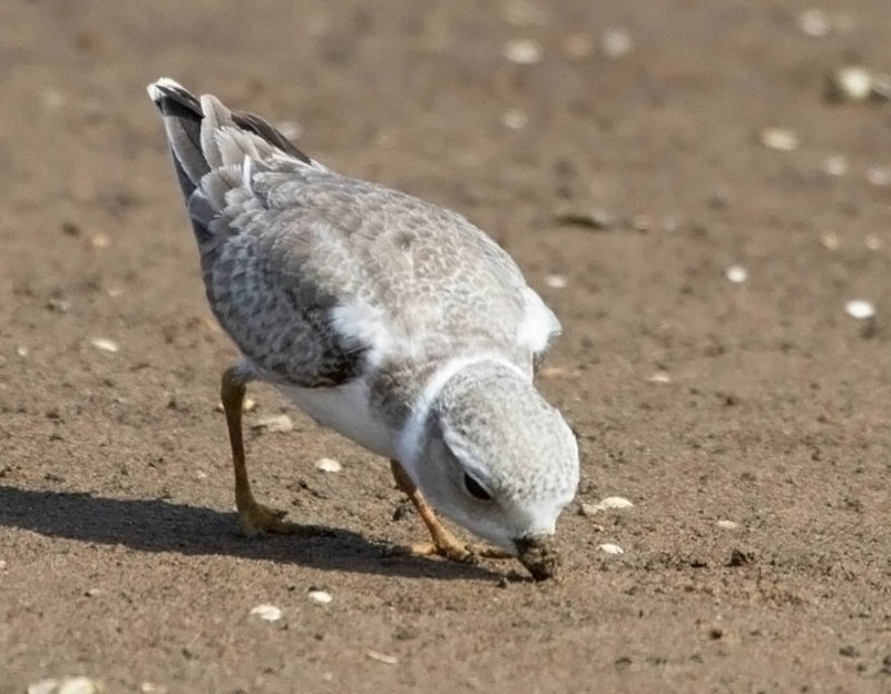 Piping Plover