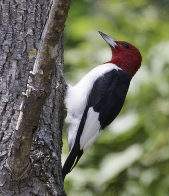Red-headed Woodpecker