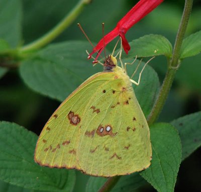 Cloudless Sulphur