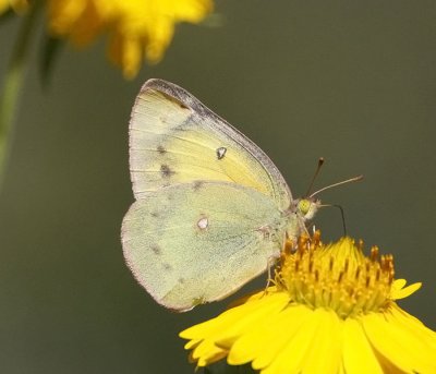Clouded Sulphur