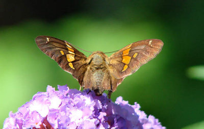 Silver-spotted Skipper