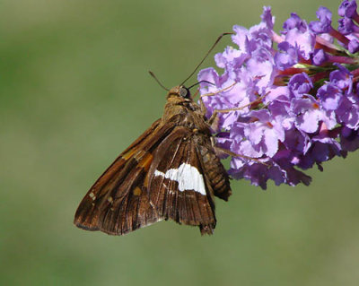 Silver-spotted Skipper
