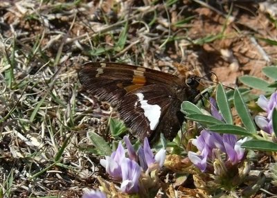 Silver-spotted Skipper